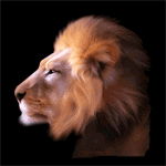 Gif animé lion profil